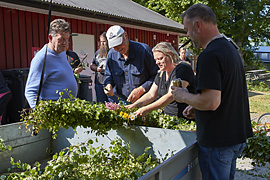 Mittsommar in Schweden