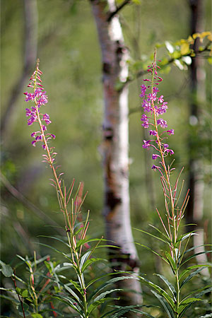 Postkarte Schwedische Nationalparks