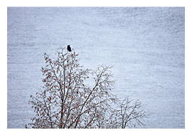 Vogel auf Baum, Winter, Ebersol, Neckertal