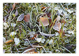 Frost, Toggenburg