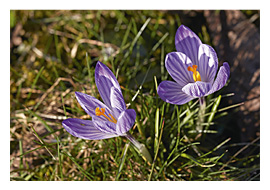 Krokusse