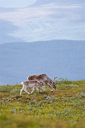 Postkarte Schwedische Nationalparks